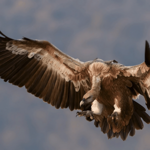 Mighty_feathers-printable_image-2 Mighty_feathers-printable_image-2